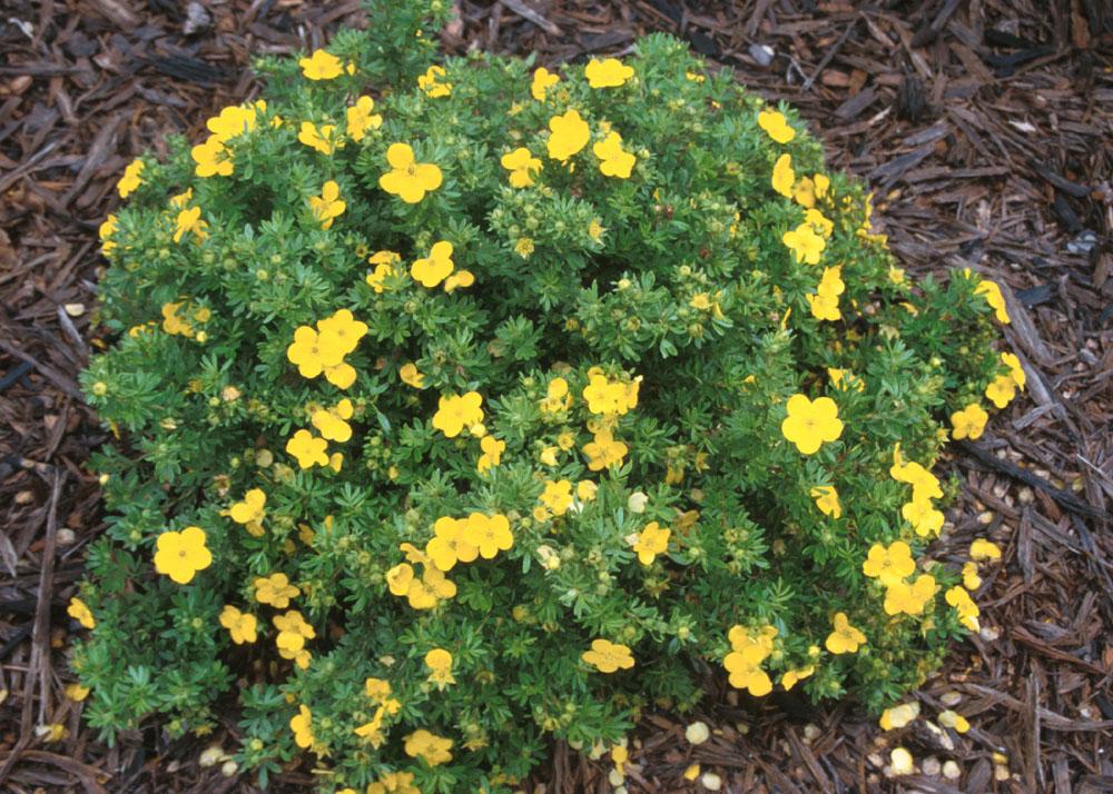 Nine Fabulous Flowering Shrubs Whitehouse Landscaping